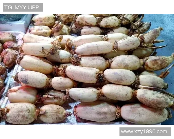 探索cm足球的魅力与发展历程，揭示其在全球体育中的独特地位与影响力